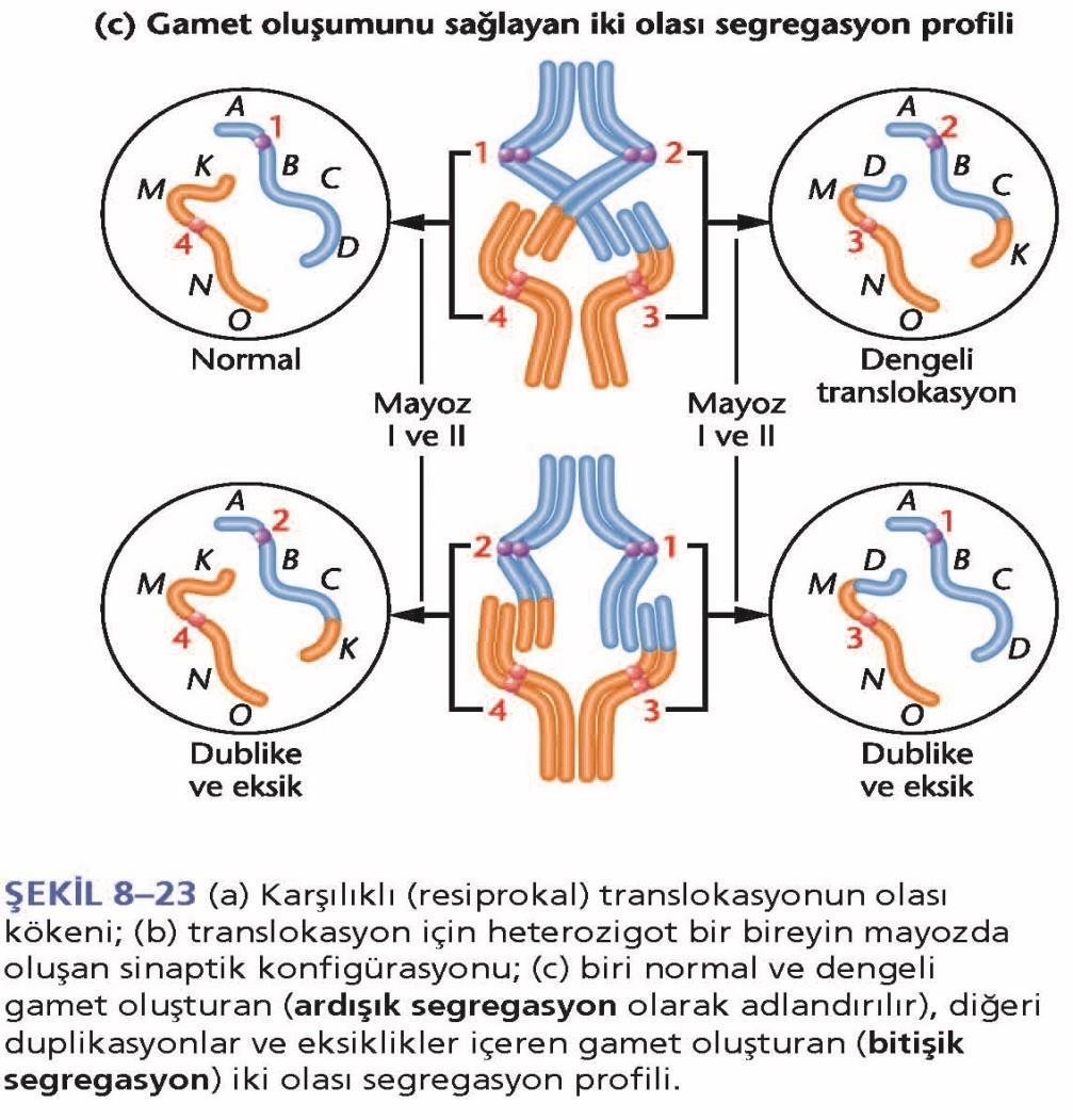 kromozomlar mayozda uygunsuz (unorthodox) sinaps