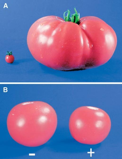 RFLP ile domateste kantitatif gen haritalama RFLP analizi domateste; meyve ağırlığı, çözünebilir katı maddeler ve asidite ile ilgili QTL lerin haritalanmasını sağlamıştır.