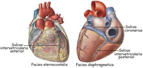 Resim 1.3: Kalbin yüzleri Kalbin Kenarları Kalbin; margo dexter, margo sinister, margo superior ve margo inferior olmak üzere dört kenarı vardır.