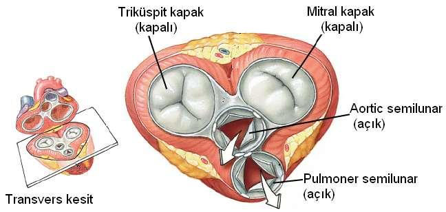 Valva mitralis: (Valva bicuspidalis) Sol atriumdaki kan, sol atrio-ventriküler delik aracılığı ile sol ventriküle geçer. Sol atrio-ventriküler delikte mitral kapak bulunur.