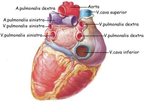 1.5. Kalbe Giren Çıkan Damarlar Kalpten çıkan damarlar (arterler); truncus pulmonalis ve aortadır. Kalbe gelen damarlar (venler); v. cava superior, v. cava inferior ve vv. pulmonalestir.