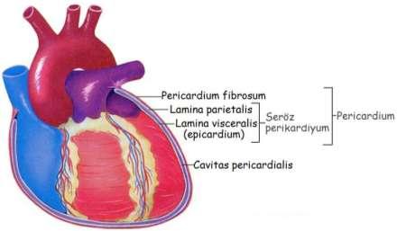 1.6. Kalbin Tabakaları Kalp, en dıģta pericardium, ortada myocardium ve en içte de endocardium denilen tabakalardan oluģur.