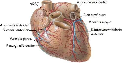 1.7.1.Kalbin Arterleri (A.Coronariae) Aorta ascendesden (çıkan aorta), semilunar kapakların biraz üst kısmından sağ ve sol koroner arter olarak çıkar.