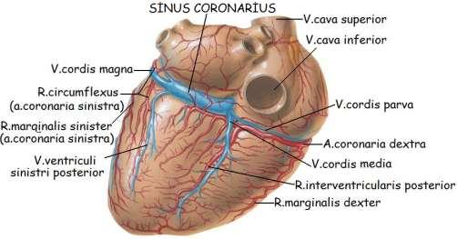Resim1.10: Kalbin alt yüzü; kalbin arterleri ve venleri 1.7.2.Kalbin Venleri (Venae Cordis) Kalbin venöz drenajının 2/3'ü kalbin arterleri ile beraber seyreden venler tarafından yerine getirilir.