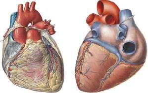 UYGULAMA FAALĠYETĠ UYGULAMA FAALĠYETĠ Kalbin anatomisini ve direkt radyografilerinde anatomik yapıyı ayırt ediniz.