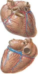 yapısını Kalbin direkt radyogramlarında anatomik yapıyı gösteriniz.