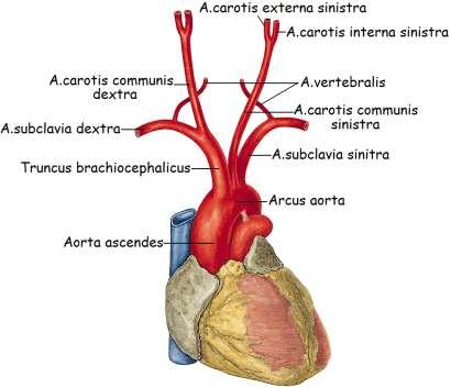 Truncus brachiocephalicus: Arcus aortaenin ilk ve en kalın dalı