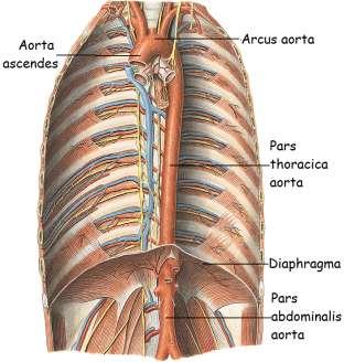 Aorta descendens:(ġnen aorta) T4 hizasından baģlayıp diyaphragma üzerindeki açıklıktan geçerek L4 ün cisminin önünde sonlanan bölümdür. Ġnen aortanın iki alt bölümü vardır.