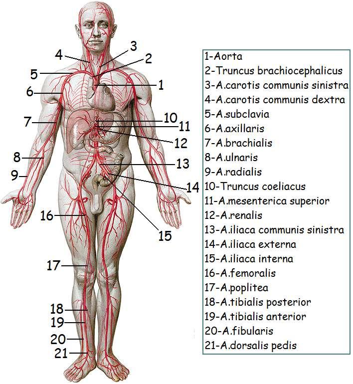 Resim 2.4: Ġnsan vücudundaki arterler 2.2. BaĢ ve Boynun Arteryel Kanlanması BaĢ ve boynun kanlanması sağ ve sol ana karotis arteri ile sağlanır. A.carotis communis (ana karotis arteri) sağda truncus brachiocephalicus, solda doğrudan arcus aortaeden çıkar.