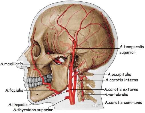 A.carotis externa: (dıģ karotis arteri) Boyun ile baģın kafatası dıģında kalan yapılarını kanlandırır. A.carotis externanın dalları Ģunlardır: A.