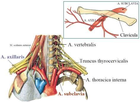 2.3. Üst Ekstremitelerin Arteryel Kanlanması Üst tarafın kanlanması, a. subclavianın dalları tarafından sağlanır. A.subclavia: Sağda truncus brachiocephalicus, solda arcus aortaeden çıkar. Her bir a.