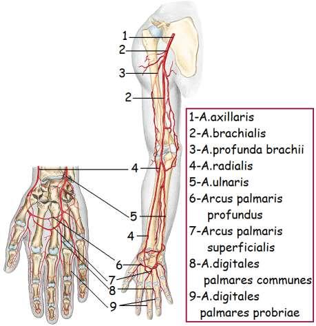 A.brachialis: (kol atardamarı) A.axillarisin devamı olup, tansiyon çoğunlukla bu arterden ölçülür. A.brachialis, dirsek ön bölgesinde, dirsek eklemi hizasının 1cm aģağısında a.radialis ve a.