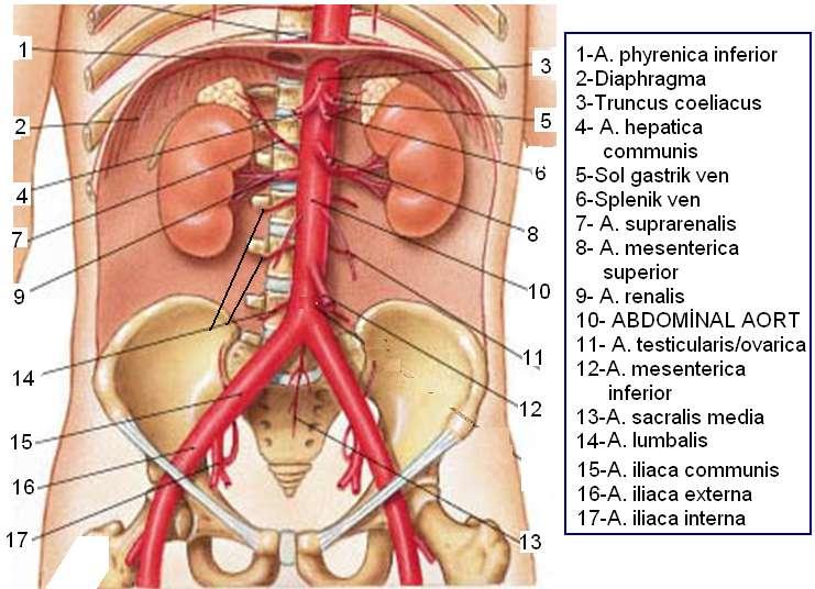 2.4. Göğsün Arteryel Kanlanması Göğüsün arteryel kanlanması, baģta aorta thoracica olmak üzere a.subclavia ve a.axillaristen çıkan bazı dallar ile sağlanır.