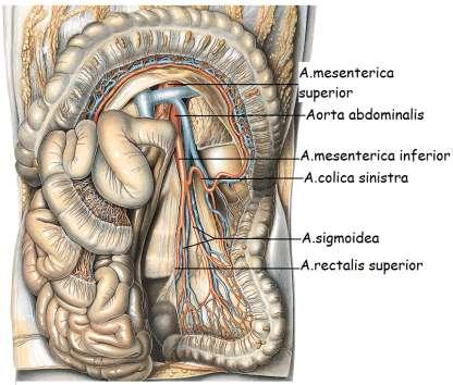 Alt mezenterik arterden inen ve sigmoid kolon ile rektumu kanlandıran