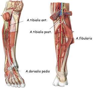 Bu arterler, a.dorsalis pedisin ayak tabanına geçen dalı ile beraber arcus plantarisi oluģturur. Arcus plantaristen, aa. metatarseae plantares (metatarslar arası aralığında dört adet dal) ve aa.