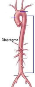 UYGULAMA FAALĠYETĠ UYGULAMA FAALĠYETĠ Arterlerin anatomisini ve direkt