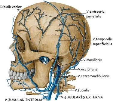 V.jugularis externa: (boyun dıģ toplardamarı) Kafanın dıģ kısmının ve yüzün derin plandaki venöz kanını toplar. Stemo-kleidomastoid kasın dıģ yüzünü çaprazlayarak aģağıya yönelen ven, v.