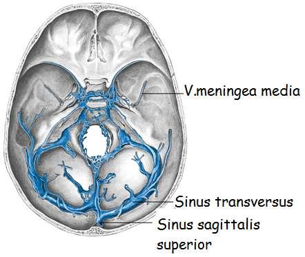 Dura mater ven sinüsleri: (sinüs durae matris): Beynin dıģ zarı olan duramaterin iki yaprağı arasında meydana gelen bazı ven