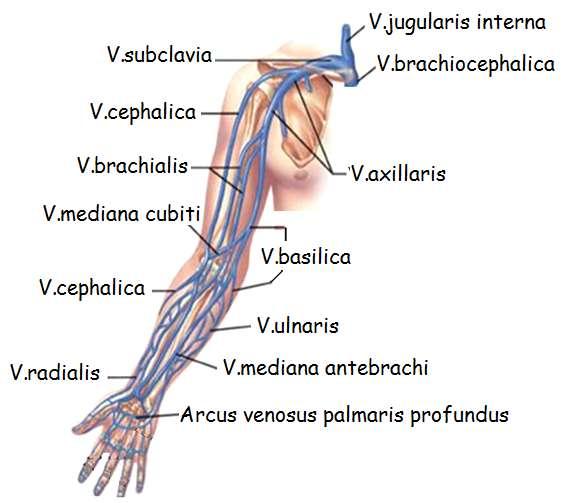 Resim 3.8: Üst ekstremite venleri Üst tarafın derin ve yüzeyel venleri periferden merkeze doğru sıra ile incelenecektir. 3.1.