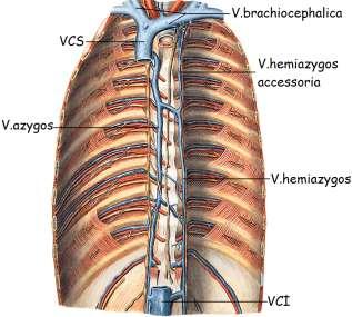 Resim 3.14: Göğüs venleri Resim 3.15: V.azygos venogramı 3.2. Vena Cava Ġnferior ve Karın, Pelvis ve Alt Ekstremite Ven Kanının Toplanması V.