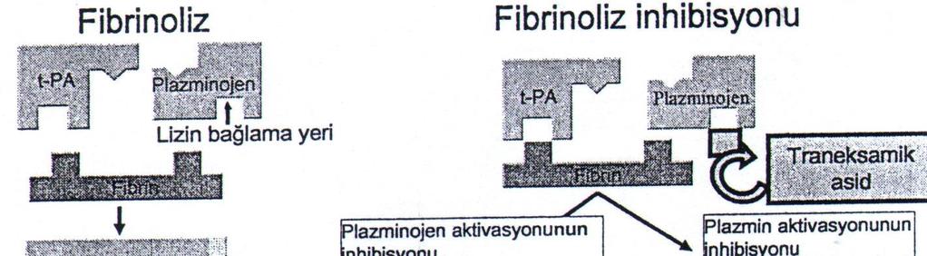 32 fibrin yüzeyinden uzaklaşır (Şekil 2.11). Plazminojenin fibrine bağlanmasının bloke olması ile plazminojenin aktivasyonu da önlenir ve fibrinoliz bloke edilmiş olur (102,103).