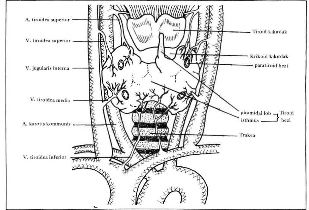 230 TİROİD BEZİ ULTRASONOGRAFİSİ ŞekiI-2. Tiroid bezinin önden görünüşü Şekil-3. Normal tiroid bezi. Transvers kesit. KA: Karotid arter.