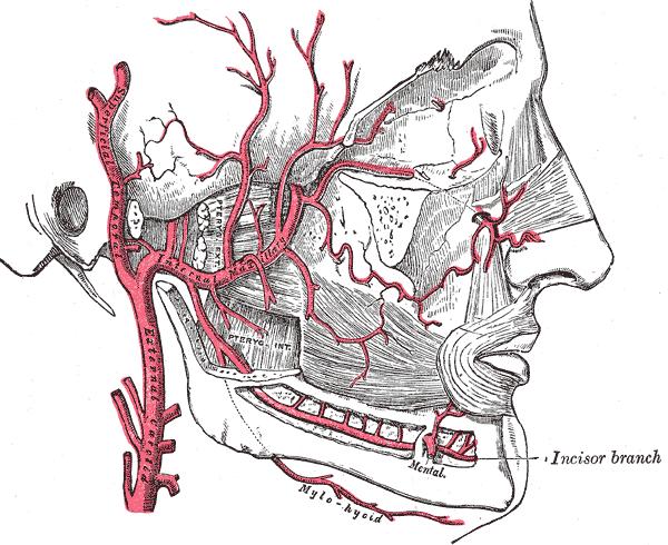8. A. maxillaris Dalları mandibula, maxilla, dişler, çiğneme kasları,