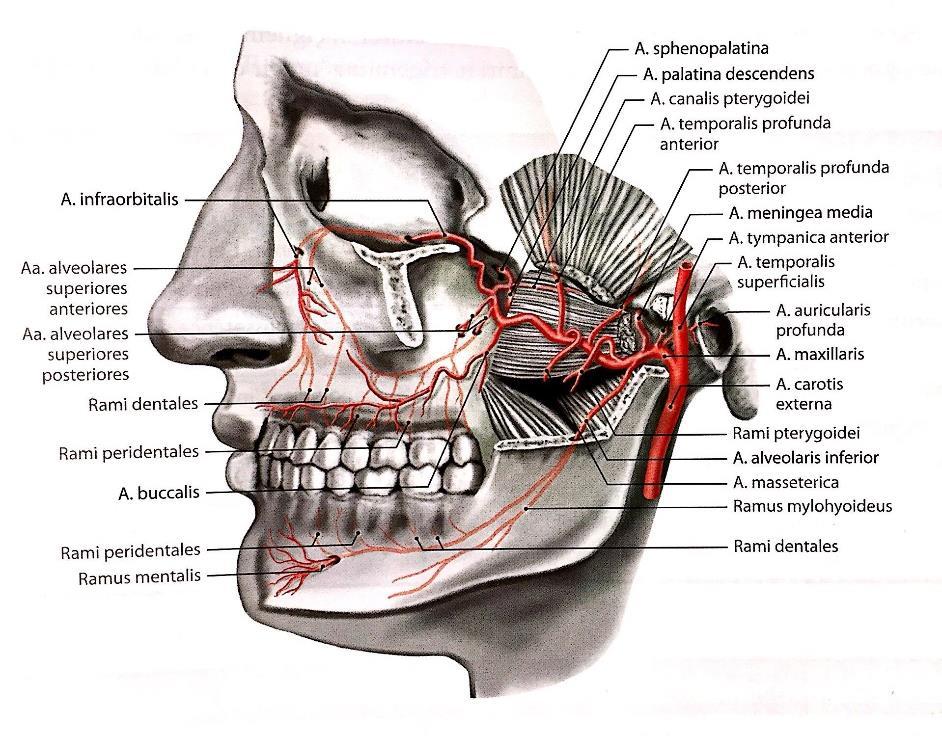 3. Parçanın dalları: 1) A. Alveolaris superior posterior (üst molar dişler, üst premolar dişler, diş eti ve sinüs maxillaris mukozasını besler.) 2) A.