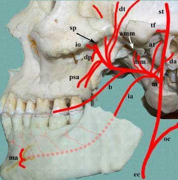 o deep auricular (da) o anterior tympanic (at) o middle meningeal (mm) o accessory middle meningeal (amm) o inferior alveolar (ia) o