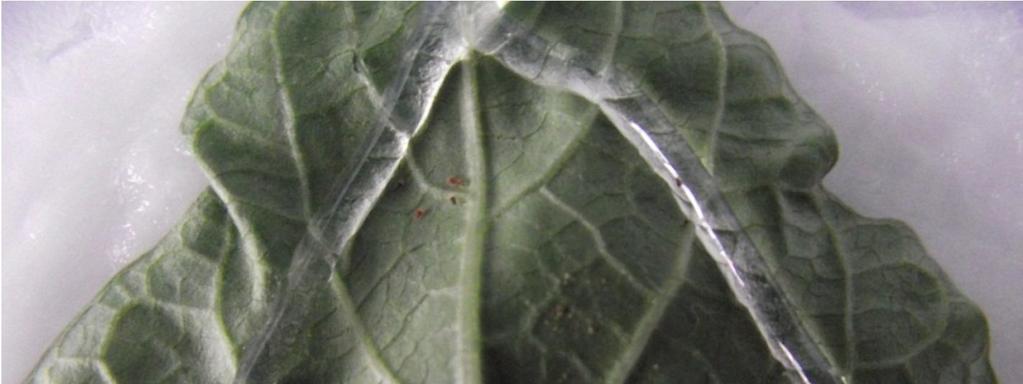 Şekil 3.9. Tetraanychus urticae dişisi aktarılmış yapraklar 3.2.2. Larval biyoassay Larvasid etkili akarisitler (spiromesifen) için farklı bir biyoassay yöntemi kullanılmıştır.