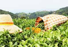 Kontrolsüz bir biçimde yapılan yeni çay bahçelerinden üç ya da dört yıl içinde ürün YIL YEVMİYE TL / LARİ KURU LARI USD/ TL USD TÜRK LİRASI DEĞERİ KURU DEĞERİ 2013 50 1,05 48 1,85 27 2014 70 1,23 57