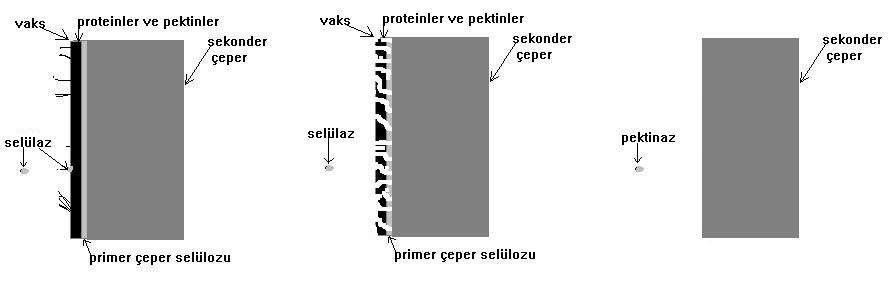 3 saat gi bi uzun bir süre gerektir mekt edir. Sel ülaz ile işle mde mukave met kayı pları en fazla %12 ol makt adır [27].