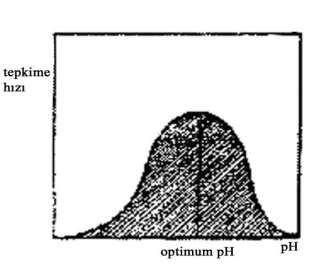 ph- akti vite eğrileri, her bir ph i çi n substratla doyur ul muş enzi m çözeltileri ile yapılan deneyl er sonucu el de edilir. Çünkü birçok enzi mi n K M sabiti ph il e değişir.