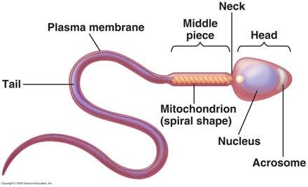 ve 12S rrna lar ile 22 trna kodlar Mitokondri ve Kloroplast genler Ektra kromozom