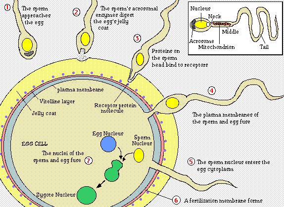 genler Replikasyonu Semi konservaxf Mitokondriye özel polimeraz kullanır Başlanğıç