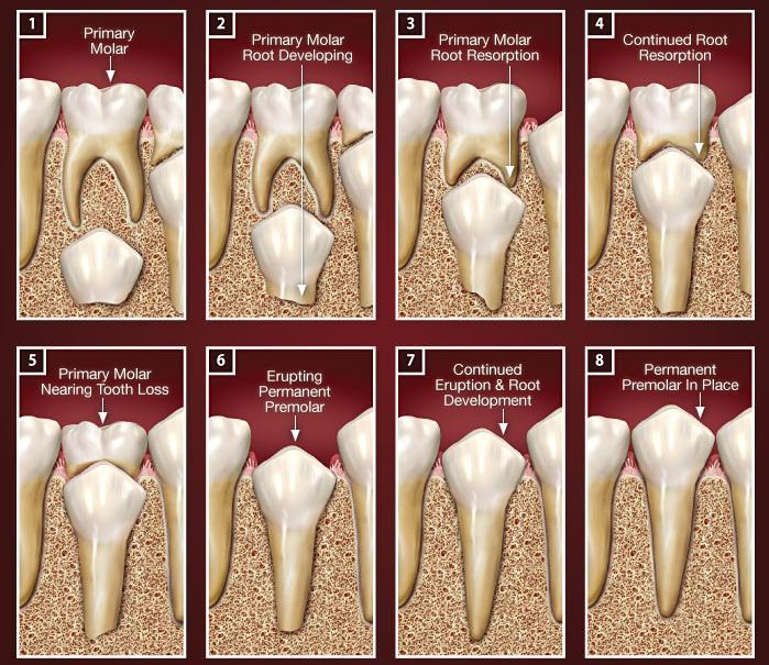 Ders içeriği Diş sürmesi, Süt dişlerinin sürme zamanları Süt dişlerinin sürmesi sırasında görülen semptomlar Sürme sırasında görülebilen problemler Süt dişi kök