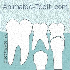 Daimi dişlerin sürmesi Daimi molarlar hariç diğer daimi dişler süt dişlerinin altında