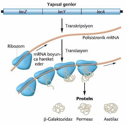 3.2 Lac operonu: Uyarılabilen operon Laktoz metabolizması, kümedeki üç yapısal genin işlevine bağlıdır.