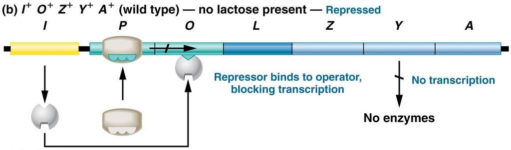 3.3 Operon modeli: Negatif kontrol 1. Laktoz yokluğunda, Lac I geni bir baskılayıcı molekül kodlar 2.