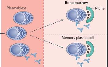 BORTEZOMİB Kan ve Kemik iliğindeki plazma hücrerelerinde apoptoz 1.