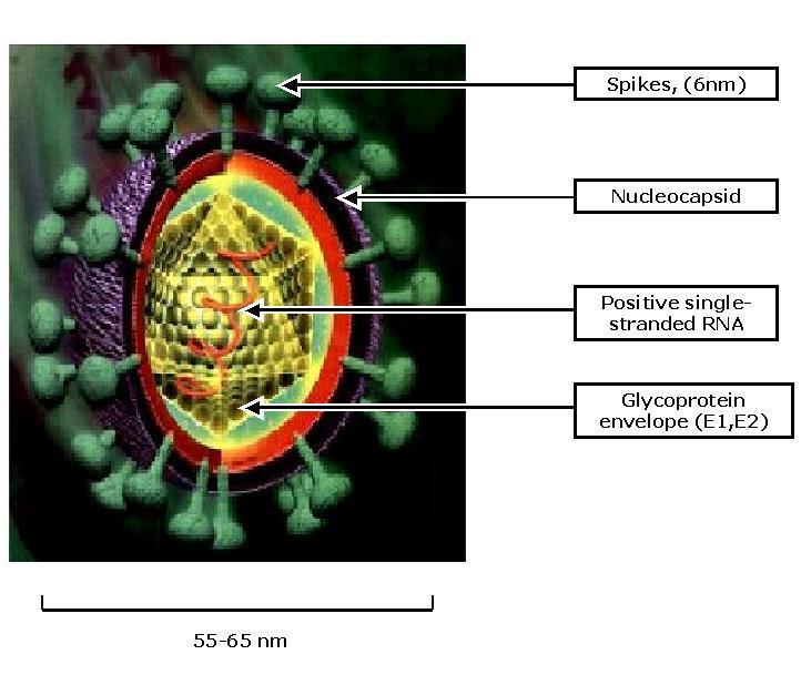 Hepatit C Virusu Flaviviridae familyasındandır Zarflıdır (+) RNA virusudur 6 majör grubu vardır (genotip) Genotipler 1-6 Subtipler a,b,c şeklinde gösterilir.
