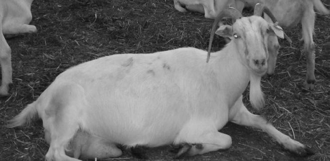 3. Ünite - Hayvan Irkları ve Özellikleri 53 Saanen Keçi Irkı İsviçre den köken almış ve bütün dünyaya yayılmış en önemli sütçü keçi ırklarından birisidir. Türkiye ye de zaman zaman getirilmiştir.