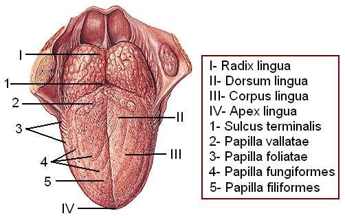 Resim 1.3: Dilin yapısı Dilin alt yüzünde, orta kısmından baģlayan ve ağız döģemesine uzanan bir plika vardır. Buna frenulum lingua denir. Frenulum linguaya paralel olarak uzanan plikalar vardır.