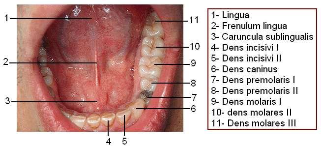 Damak (Palatum) Resim 1.4: Dil ve diģler Ağız tavanını oluģturarak burun boģluğu ile ağız boģluğunu birbirinden ayıran damak, sert ve yumuģak damak olmak üzere iki kısımda incelenir (Resim 1. 13).