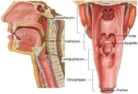 Oropharynx (pars oralis, ağız bölümü): Ağız boģluğunun arkasında kalan orta bölüm olup yumuģak damak ile C3 ün alt kenarına (hyoid kemik hizası) kadar uzanır.