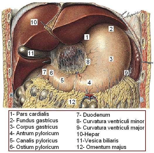 1.4. Mide (Gaster, Ventriculus) Sindirim kanalının en geniģ bölümü olan mide yeni doğanda 30 ml hacme sahip olduğu hâlde, yetiģkinde hacmi 1 1,5 litredir.