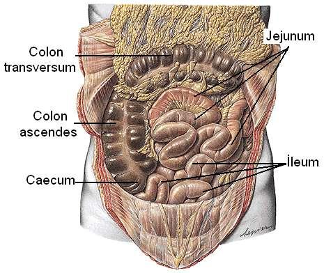 Jejunum ve Ġleum Ġnce bağırsakların flexura duodenojejunalisden caecuma kadar uzanan kısmıdır (Resim 1.1). Jejunum ve ileum mesenterium denen bir periton oluģumu ile karın arka duvarına asılmıģtır.