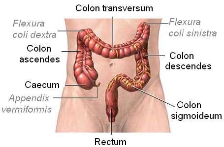 Colon ascendes (yükselen kolon): Caecumun devamı Ģeklinde valva ilealisin üst seviyesinden baģlayıp karaciğere (sağ kolik fleksura-flexura coli dextra) kadar uzanan 15 cm lik kolon bölümüdür.