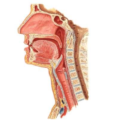 UYGULAMA FAALĠYETĠ UYGULAMA FAALĠYETĠ Sindirim kanalı organlarının anatomisini ve radyografilerinde anatomik yapıyı ayırt ediniz.