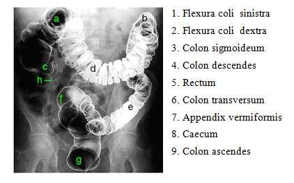 13. AĢağıdaki anatomik yapıları karģılarındaki uygun harflerle eģleģtiriniz. 14. AĢağıdaki anatomik yapıları karģılarındaki uygun harflerle eģleģtiriniz. DEĞERLENDĠRME Cevaplarınızı cevap anahtarıyla karģılaģtırınız.